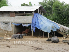 Xây “nhà lầu” cho trâu, bò ở: Siêu hữu hiệu khi mưa lũ