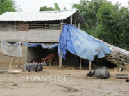Xây “nhà lầu” cho trâu, bò ở: Siêu hữu hiệu khi mưa lũ