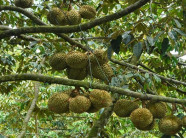 Sầu riêng sốt giá nhưng nhiều nhà vườn không có để bán