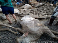 Nuốt nước mắt xẻ thịt bò chết vì lũ bán để vớt vát tài sản bị mất