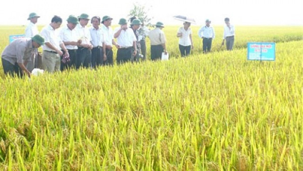Gieo giống lúa mới X33 cho năng suất cao
