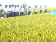 Gieo giống lúa mới X33 cho năng suất cao