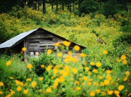 Lên núi Ba Vì thưởng hoa dã quỳ