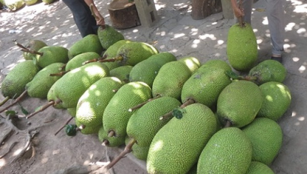 Trồng mít Tứ quý nông dân quanh năm thu tiền