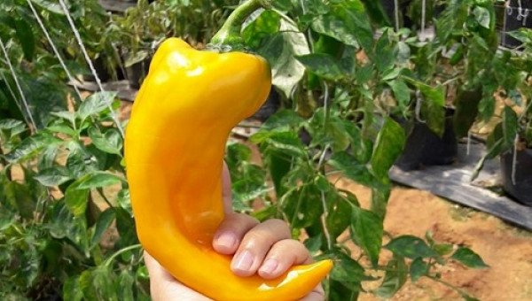 Ớt "khủng" nửa kg mỗi trái, trồng không kịp bán