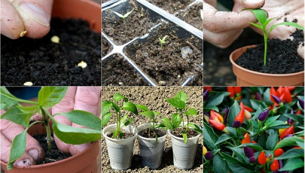 Trồng ớt ngũ sắc vừa ăn quả đặc sản lại vừa làm cảnh tại nhà