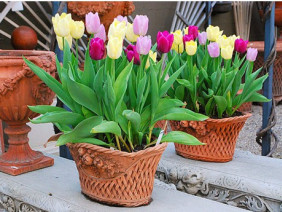 Bật mí để trồng hoa tulip tại gia nở đúng dịp tết