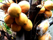 Adona - dừa 2 màu, trồng 2 năm có trái