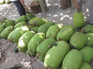 Trồng mít Tứ quý nông dân quanh năm thu tiền