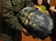 Đi hái rau muống phát hiện rùa “khủng” 800 triệu vẫn không bán và bị đe dọa