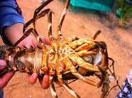 Chùm ảnh: "Đại tang" tôm hùm xứ Nẫu, dân khóc không ra nước mắt