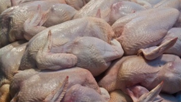 Cách phân biệt gà ta và gà Trung Quốc