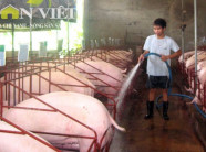 Gắn thẻ tai cho heo VietGAHP