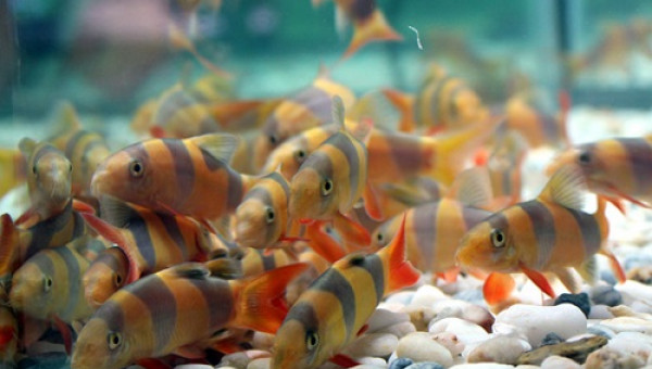 Thỏa sức ngắm cá cảnh đẹp như mơ ở hội chợ nông nghiệp TP.HCM