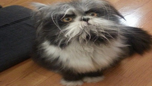 Bức ảnh khiến cộng đồng mạng ‘điên đầu’ không biết là chó hay mèo