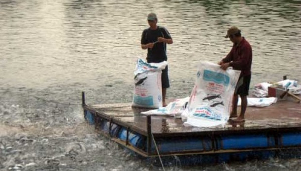“Cò cá” bắt tay thương lái Trung Quốc lùng sục mua cá tra non