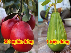 4 loại bưởi độc đáo, lạ lùng nhất Việt Nam, số 3 chắc chắn bạn chưa nghe qua