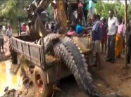 Phát hiện cá sấu quái vật nặng 1 tấn lẩn trốn trong kênh Sri Lanka