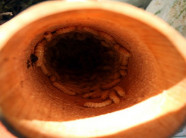 Săn "bùa ngải" đưa lên bàn ăn