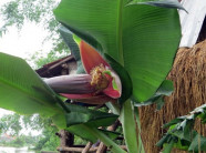 Ngộ nghĩnh cây chuối hột mới 3 tháng tuổi, cao 1 mét đã đẻ buồng