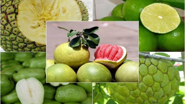 "Bộ sưu tập" quả không hạt giúp nông dân Việt làm giàu không khó