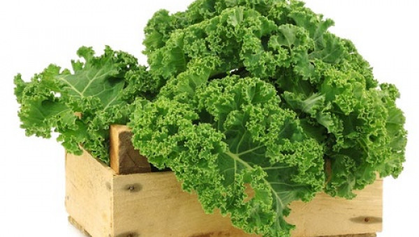 Rau cải xoăn kale làm bạn với thùng xốp