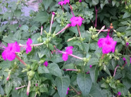 Bí ẩn cây cung nữ giúp hoàng hậu, cung phi xưa đẹp như tiên