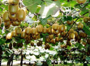 Đã mắt với giàn kiwi trồng tại nhà