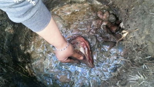 Rùng mình với những đặc sản kinh dị trên thế giới