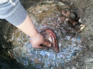 Rùng mình với những đặc sản kinh dị trên thế giới