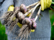 Bạn có thể đang ăn phải tỏi bị tẩy trắng của Trung Quốc, đây là cách để nhận biết