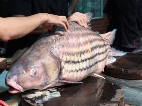 “Tứ quý” cá khủng từ sông Mê Kông “bơi” về Hà Nội