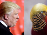 Chim trĩ nổi tiếng nhờ 'mái tóc' giống Donald Trump