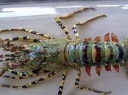 TQ: Bắt được tôm hùm 6 màu cực hiếm giá gần 2 tỷ đồng