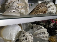 Bộ sưu tập vỏ ốc "khủng" từ Hoàng Sa, Trường Sa của thợ lặn đất đảo