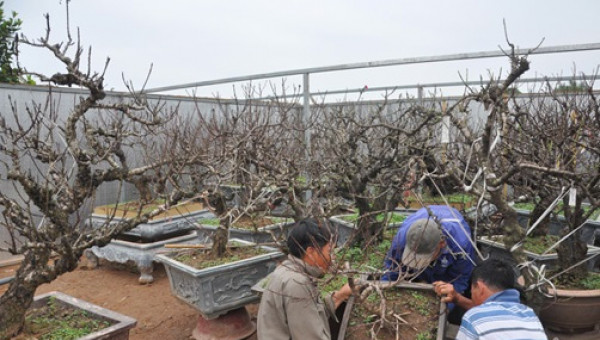 Đào tiến vua chưa ra hoa được đại gia Hà Nội bỏ nghìn đô “mua đứt”
