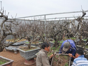 Đào tiến vua chưa ra hoa được đại gia Hà Nội bỏ nghìn đô “mua đứt”