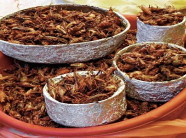 Giá trị dinh dưỡng trong côn trùng sánh ngang thịt bò