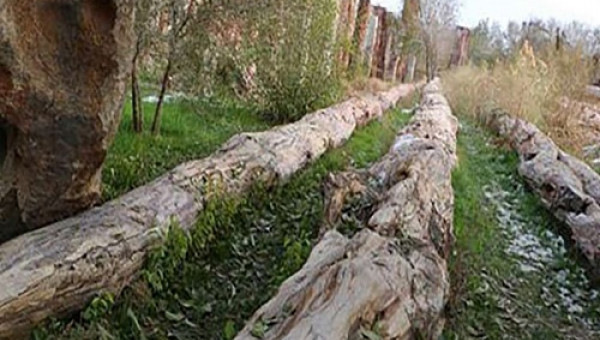 TQ: Phát hiện cây hóa thạch dài 56m phá kỉ lục thế giới?