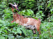 Lặn lội lên bản “săn” đặc sản dê núi ăn Tết