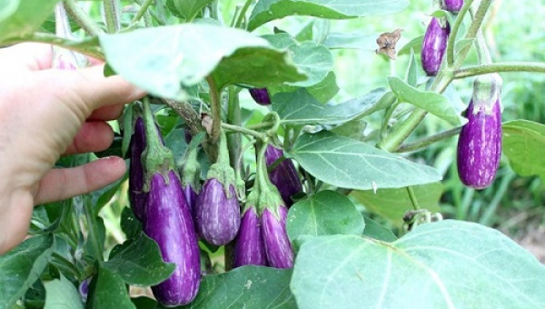 Kinh nghiệm cho bà con trồng cà trong vụ đông tới