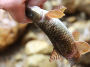 Theo chân "thợ săn" truy tìm loài cá kỳ lạ ở lưng chừng trời