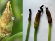 Cách phòng trị bệnh thối hoa - thối trái non ở cây trồng