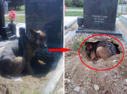 Chó đào hố, nằm canh mộ chủ mãi không rời, sự thật khiến nhiều người xúc động