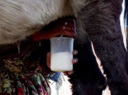 54 USD/lít, người nông dân làm giàu từ sữa lừa