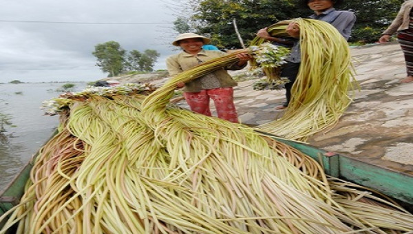 Đi hái "bông súng ma" dài tới 7m lúc nửa đêm ở miền Tây
