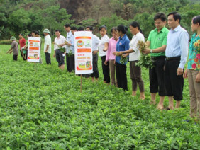 Tăng năng suất, giảm chi phí đầu tư nhờ bón phân N-P-K-Si