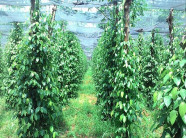 Bà con nông dân đổi mới trong trồng tiêu: Tiêu theo hướng hữu cơ - hiệu quả cao