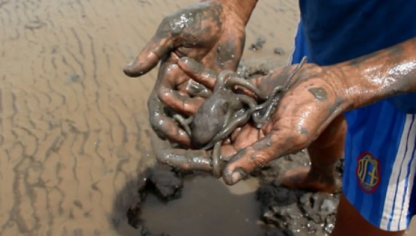 Mưu sinh ở xứ cát đen biển bùn: Hành trình đi săn đặc sản "mực bò"