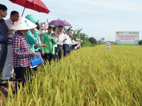 Giảm dùng thuốc sâu nhờ phân bón tốt